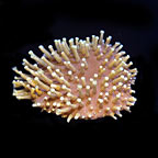 ORA® Aquacultured Long Polyp Leather Coral