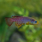 Red Striped Killifish (Need Photo)