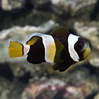 Latezonatus Clownfish, Captive Bred