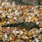 Bushy Nose Plecostomus