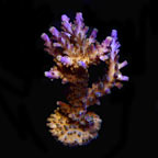 ORA® Aquacultured Tri-color Valida Coral