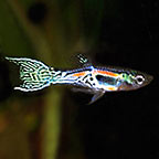 Endler's Livebearer