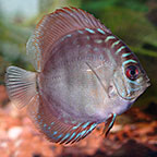 Red Turquoise Discus