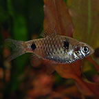 Odessa Barb