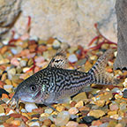 Elegans Cory Cat