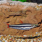 Anostomus Cigar Fish 