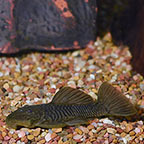 Rubber  (L-56) Plecostomus (Discontinued Low Sales)
