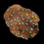 ORA® Aquacultured Sprung's Stunner Coral