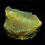 ORA® Aquacultured Pink Polyp Capricornis Coral