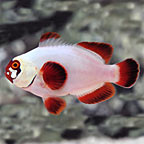 Gold Nugget Maroon Clownfish, Captive-Bred