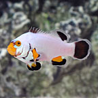 ORA® Captive-Bred Platinum Percula Clownfish