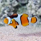 Percula Clownfish, Captive-Bred ORA®