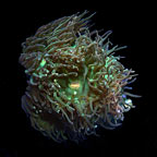 ORA® Aquacultured Duncanopsammia Coral