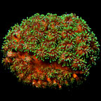 ORA® Aquacultured Metallic Green Galaxea Coral
