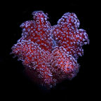 ORA® Aquacultured Pink Stylophora Coral