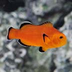 Naked Ocellaris Clownfish, Captive-Bred ORA®