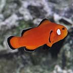 Naked with Dots Ocellaris Clownfish, Captive-Bred ORA®