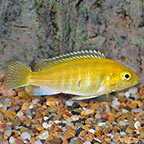African Cichlids for Sale: African Cichlid Fish Species