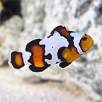 ORA® Captive-Bred Black Ice Clownfish