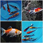Koi and Pond Fish 12 Pack