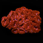 Lordhowensis Coral, Single Color