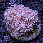 Assorted Soft Coral Frag Packs