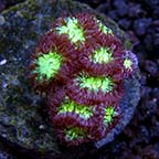 Assorted LPS Frag Packs