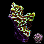 LiveAquaria® CCGC Aquacultured Hodag's Montipora Coral