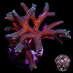 LiveAquaria® CCGC Aquacultured Orange Guttatus Birdsnest Coral LiveAquaria® CCGC Aquacultured Orange Guttatus Birdsnest Coral
