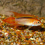 Dearf Agassizii Flame Red