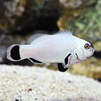 Flurry Clownfish, Captive-Bred