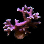  Aquacultured Green Tip Pink Birdsnest Coral