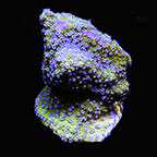 ORA® Aquacultured Melonberry Montipora Coral