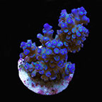  Aquacultured Marshall Island Blue Bottlebrush Acropora Coral