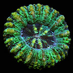 Australian Scolymia Coral, Mini 