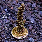 ORA® Aquacultured Nightshade Acropora Coral
