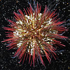 ORA® Aquacultured Pincushion Sea Urchin