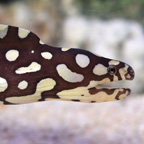 Yellow Spotted Moray 'Skeletor' Eel