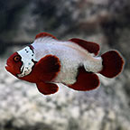 Thunder Maroon Clownfish, Captive-Bred
