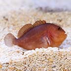 Pygmy Coral Croucher Goby