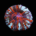Australian Scolymia Coral, Ultra Warpaint