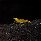 Yellow Shrimp Group