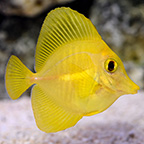 Yellow Tang, Captive-Bred, Biota