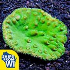 Australian Green Cup Coral, Turbinaria