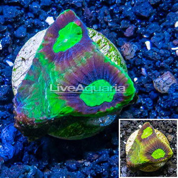 LiveAquaria® Cultured Goniastrea Brain Coral 