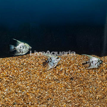 Panda Angelfish, Trio