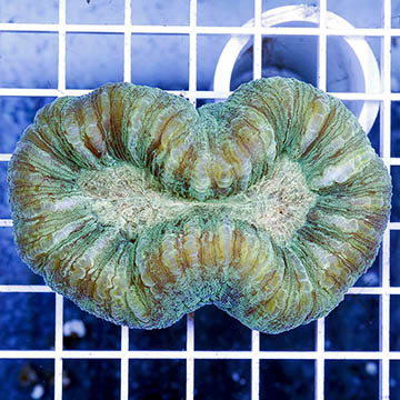 Open Brain Coral