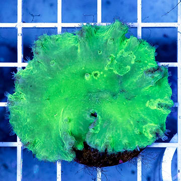 Cabbage Leather Coral Indonesia