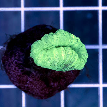 Neon Green Candy Cane Coral