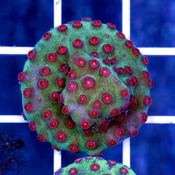 USA Cultured Cyphastrea Frag